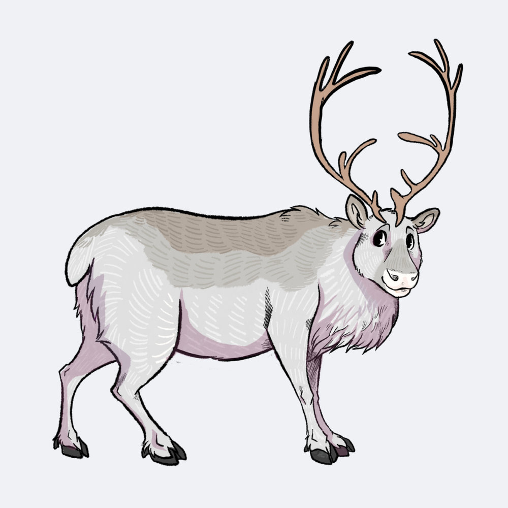 World Caribou Day 2023 — Caribou Conservation Alliance