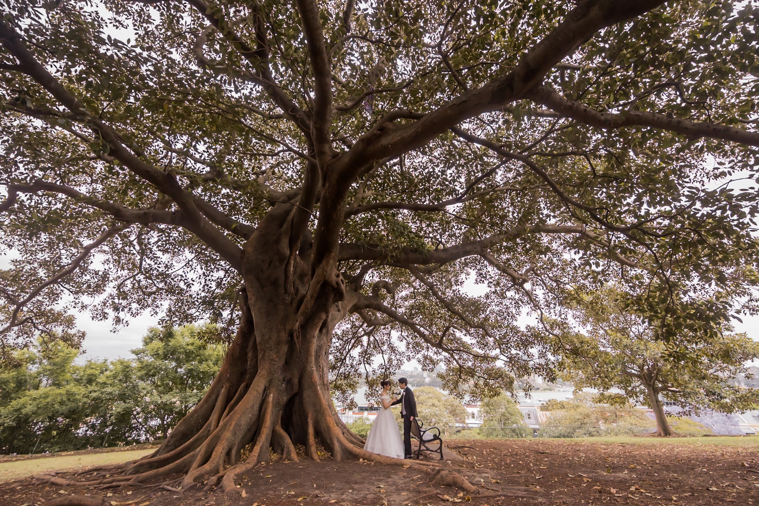 A bride and groom standing under a large, sprawling tree in a park, with a cityscape visible in the background.