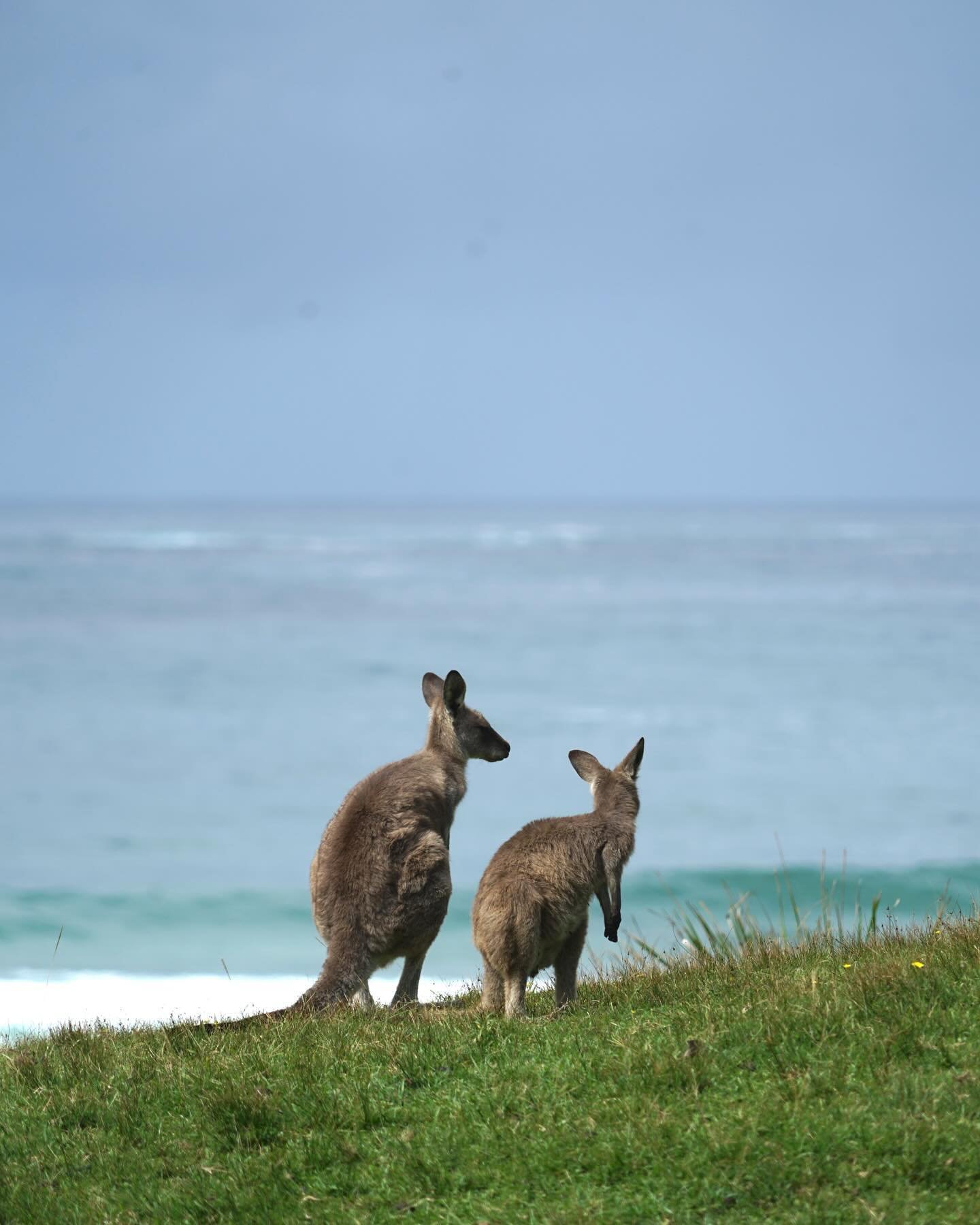 The kangaroos of Pebbly Beach, NSW 🦘 

Which photo is your fave? 

2 is mine! I&rsquo;d never seen them sleep so cosy on their arms like this before 🥹 

Add this spot to your NSW road trip bucket list 🤍 

#pebblybeach #pebblybeachnsw #visitnsw #vi