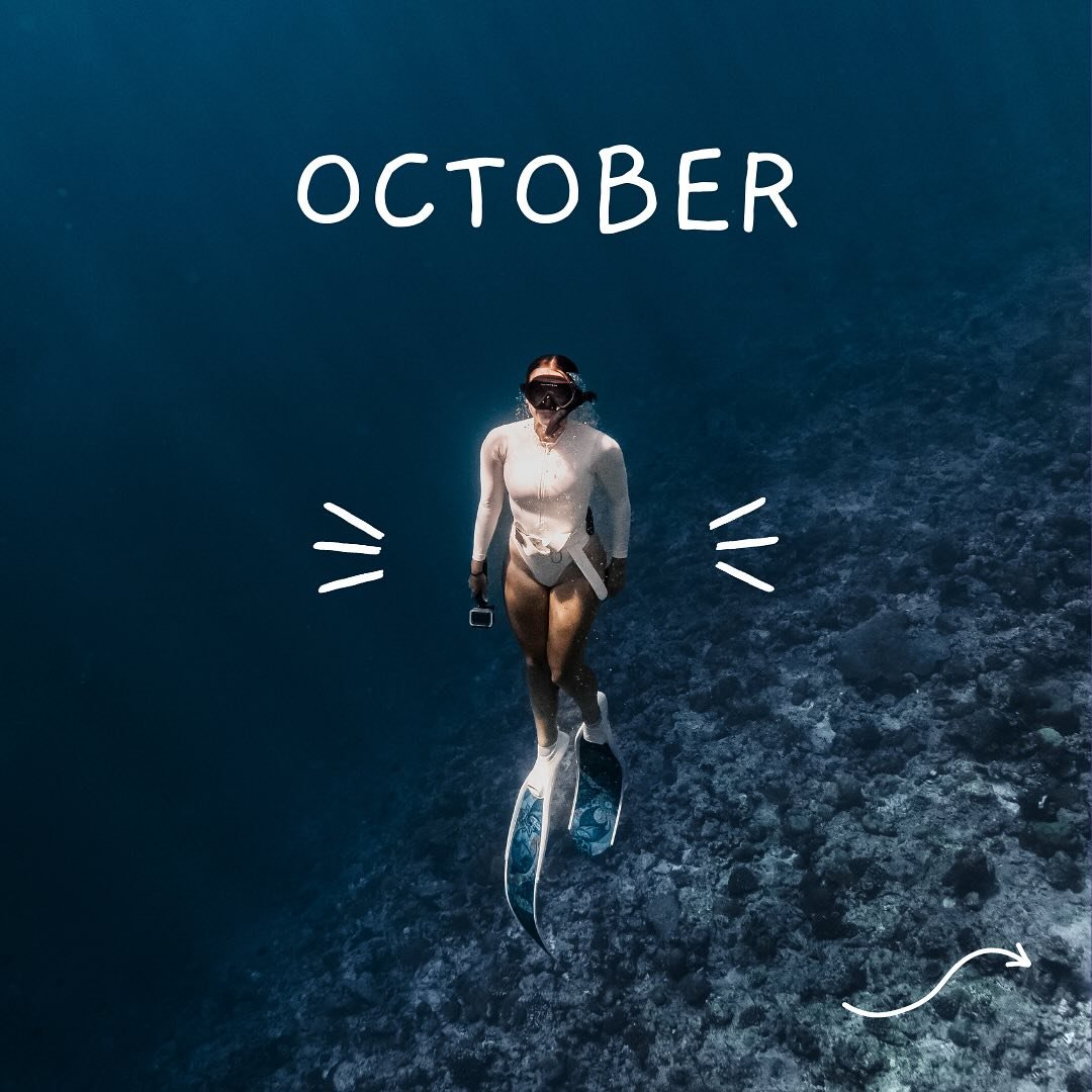 🦈 October Recap (the shark month and a rare &lsquo;real-time&rsquo; update from me!)🦈 

If you don&rsquo;t look at any other, do yourself a favour and go watch slide 18 😂😅 

📸 The month started with a few nights in Singapore with @trenny_m . The