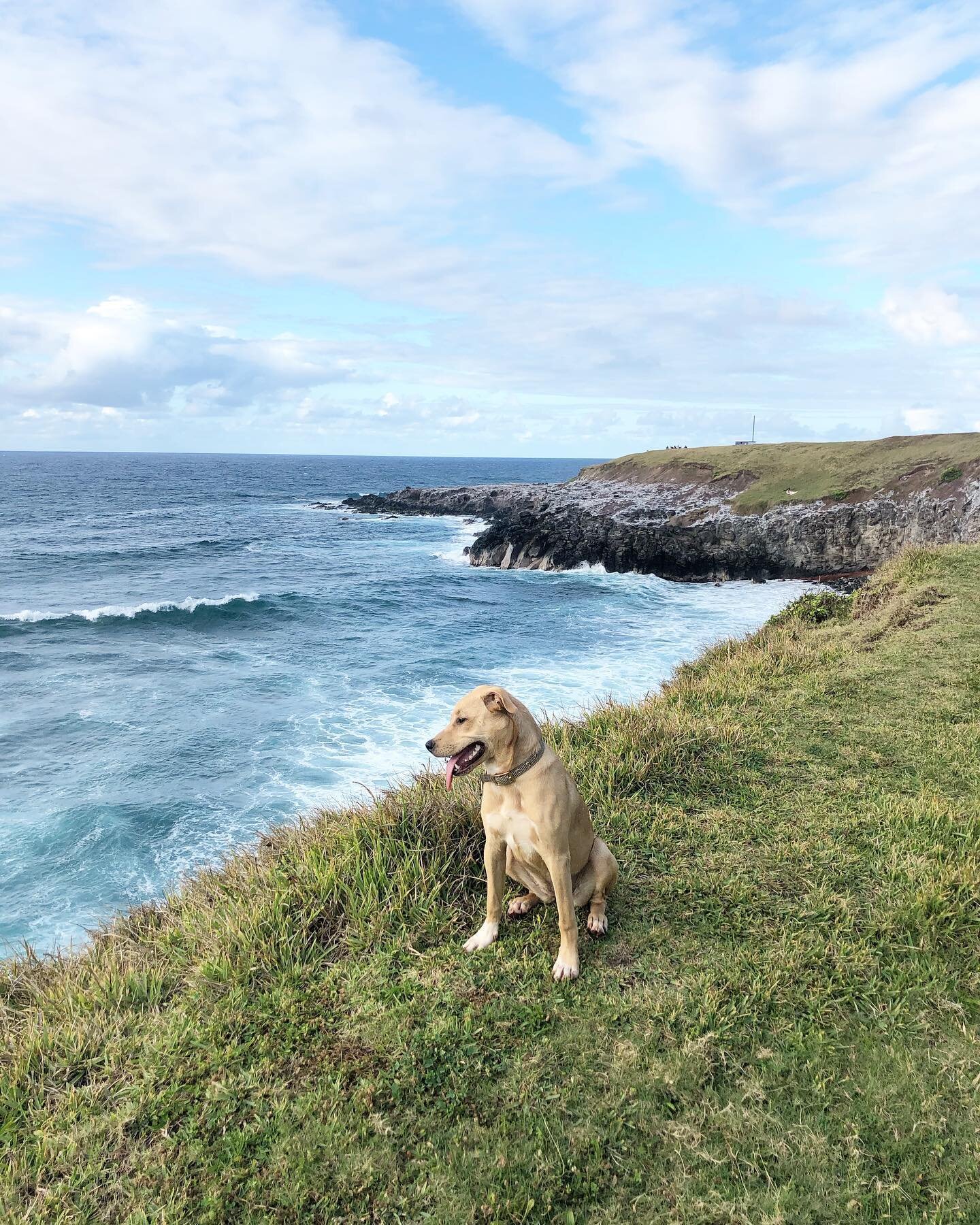 I thought I was rescuing her but quickly realized it was the other way around 💗 meet Lillikoi, my covid foster fail.
.
.
 #hawaiianimalrescuefoundation #imobsessed #quarantinebuddy #adoptdontshop