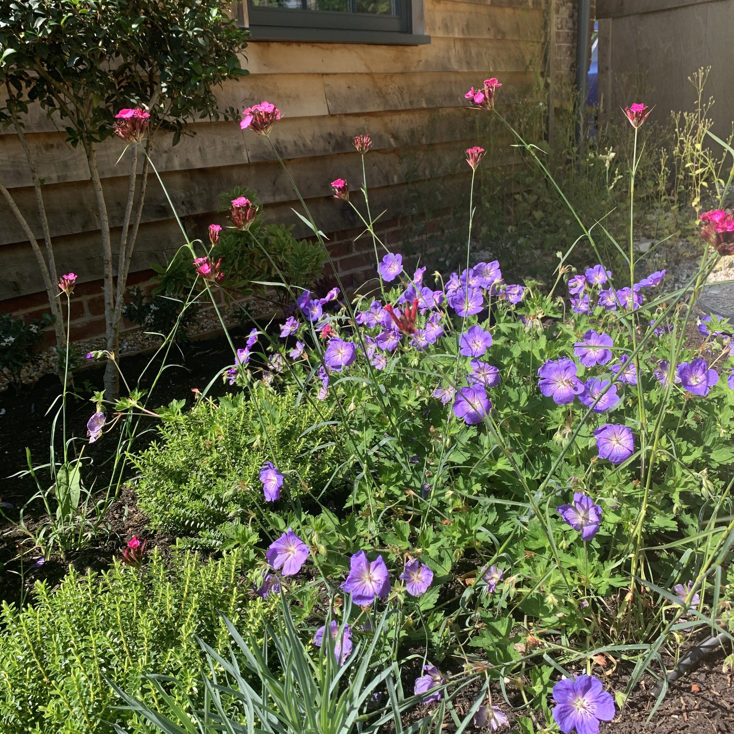 IMG_2072.jpeg