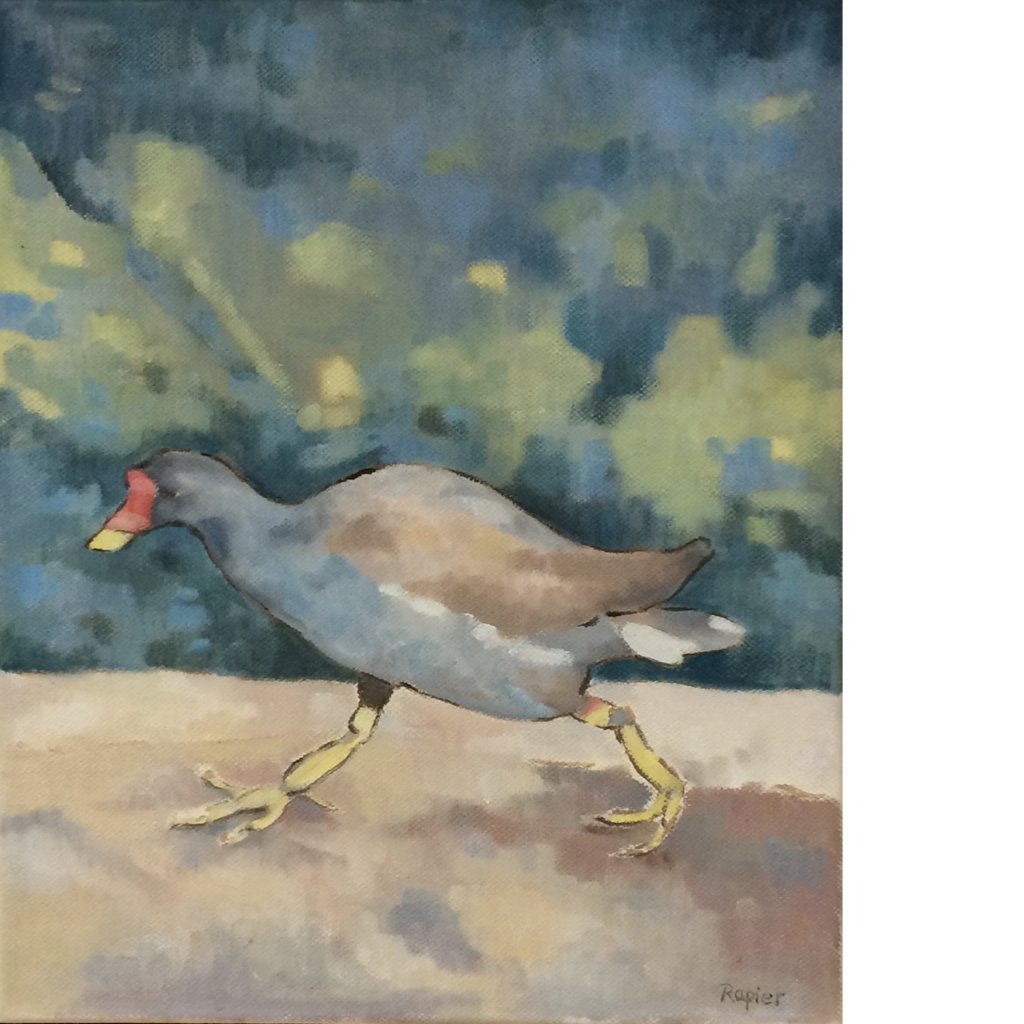 Moorhen