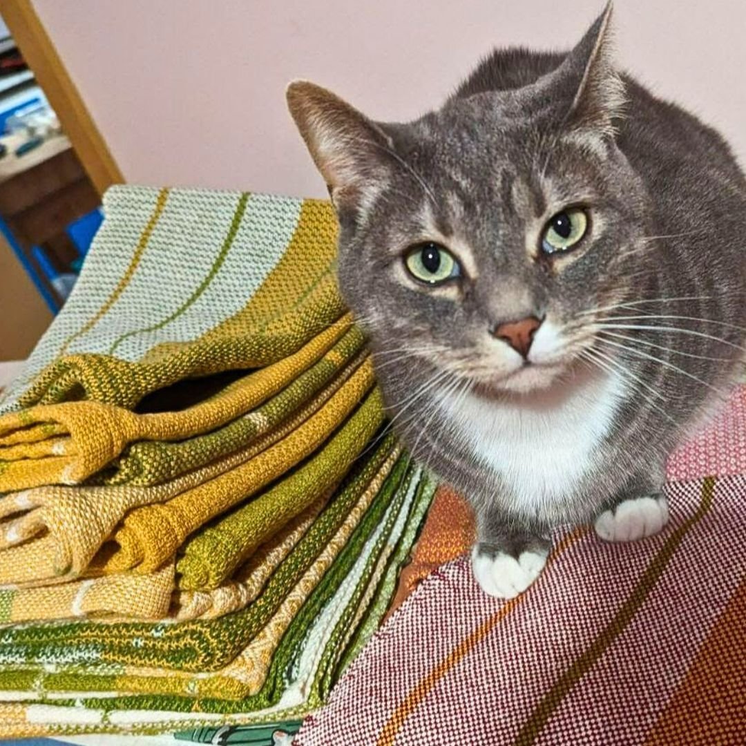 Behind the scenes: Ser Pounce inspects the samples for Weaving Club Kit#15 Bubbe's Kitchen. 

Join the club now at www.vermontweavingsupplies.com

#vermontweavingsupplies #vermontweavingclubs #handwoven #weaversoftheworld #weaversofinstgram #handweav