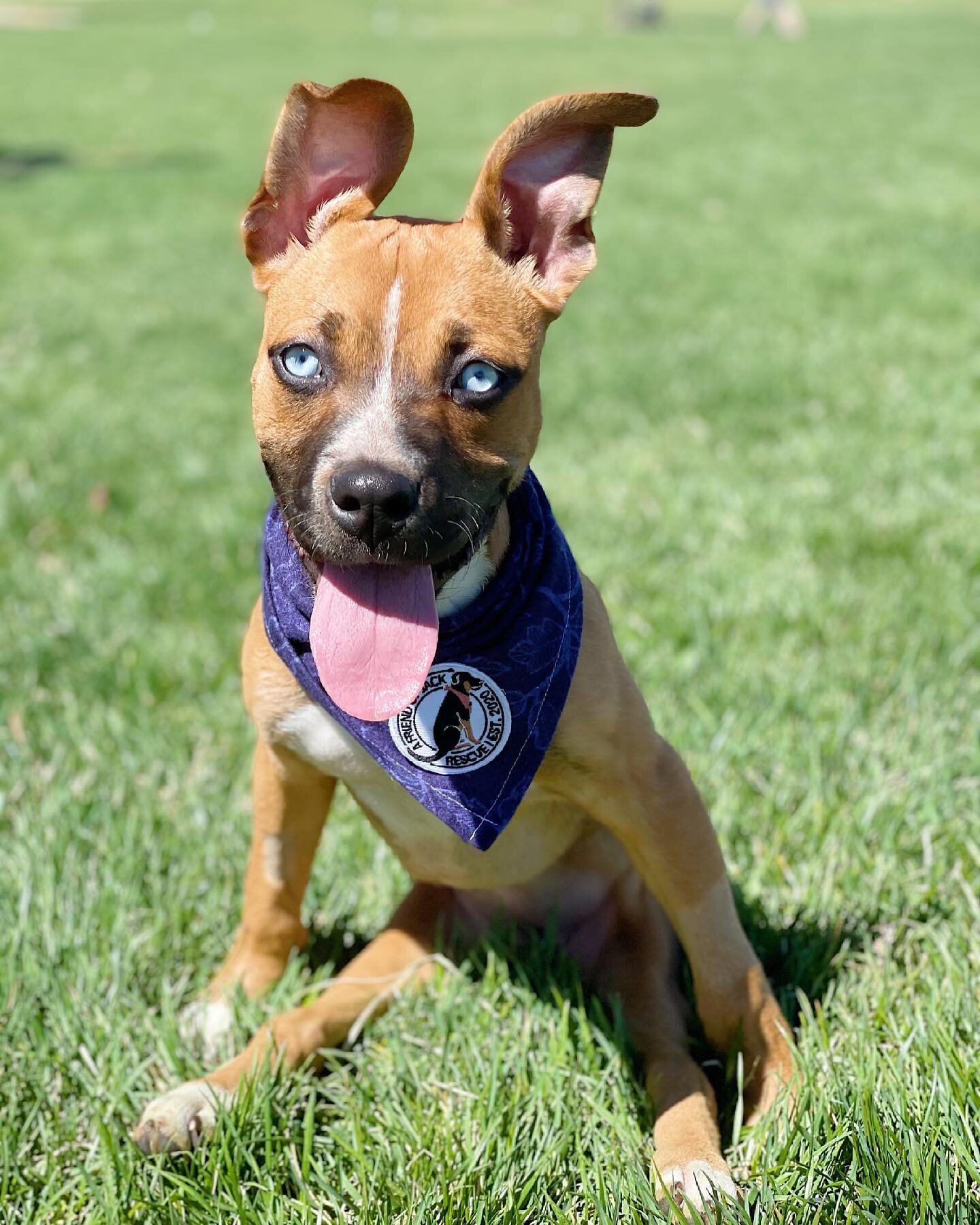 CAROLINE UPDATE // ADOPTABLE 🥳 it&rsquo;s been a long road to get here, but with the help of some incredible doctors and even more amazing fosters, Caroline is officially up for adoption! 

This girl got her wheels last week, and has been absolutely