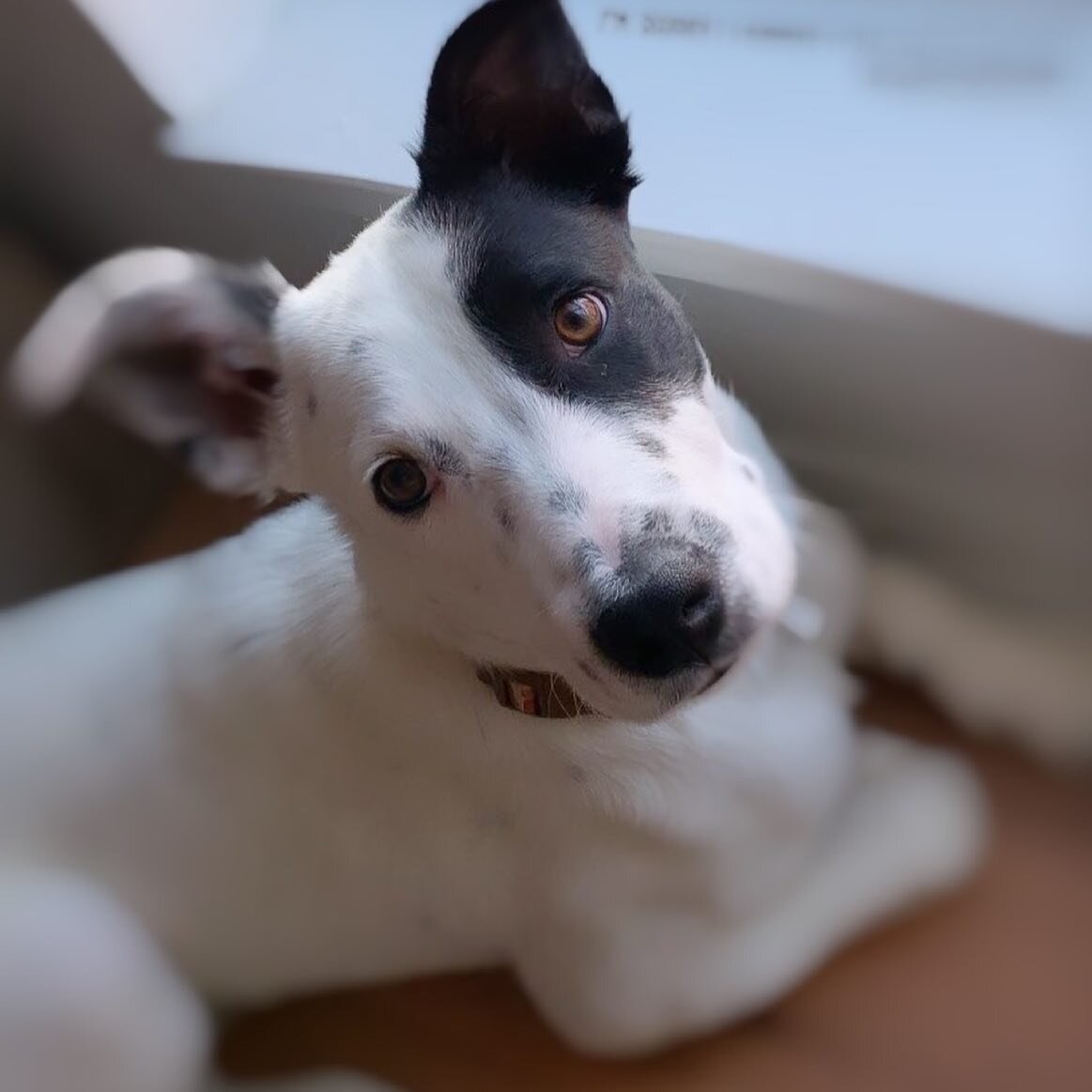 ADOPTABLE &hearts;️ Meet Zane! This guy is STILL looking for his people. Even though he&rsquo;s a little nervous when he first meets you, he just needs you to be patient because he will warm up in no time! He loves snuggles, long walks and making new