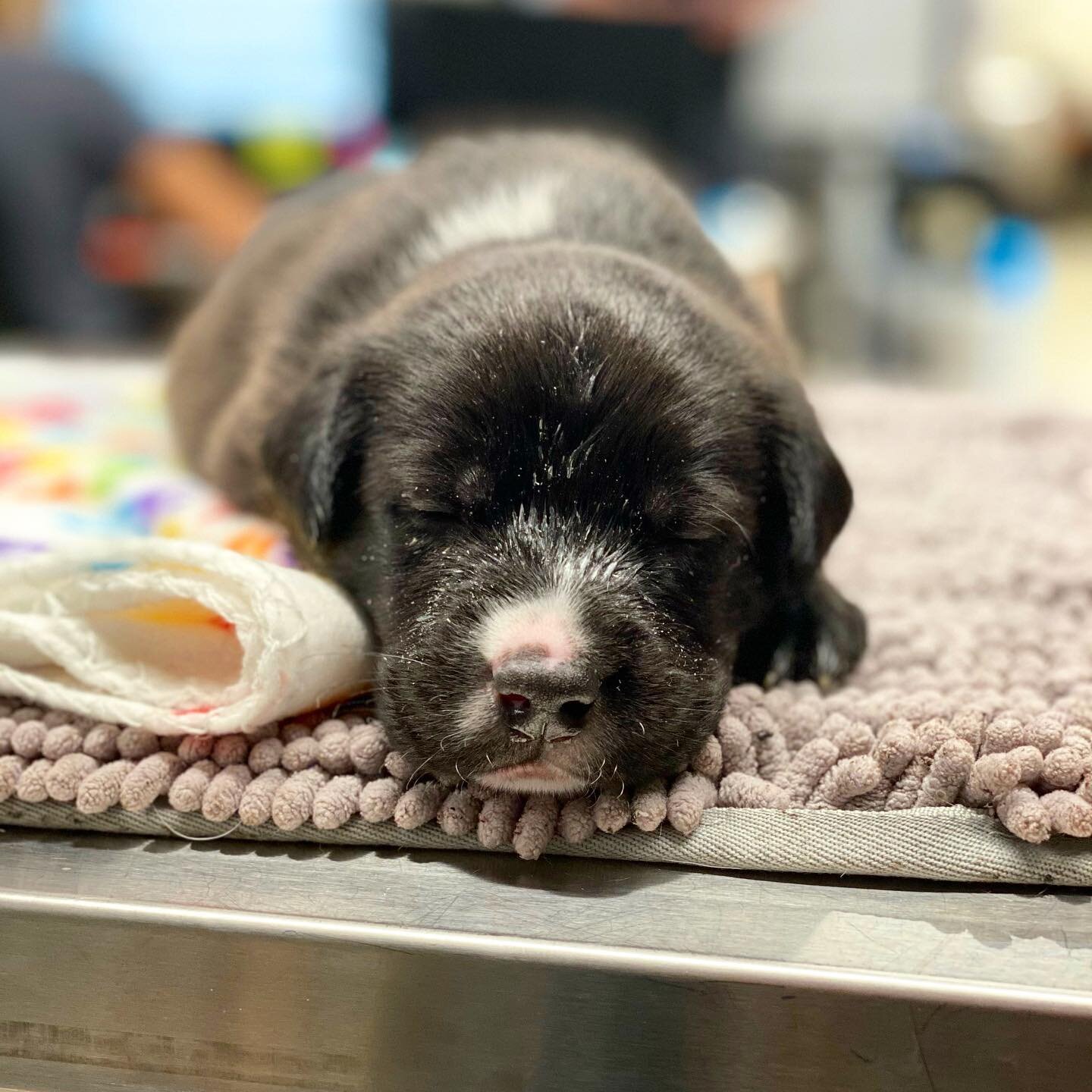 Nova needs your help! 🥺 Nova was born in our rescue 3 weeks ago. He is one of Mama Roxie&rsquo;s pups (if you&rsquo;ve been following us you know who she is!) 

Unfortunately, Nova became very ill, very quickly and has been admitted into the emergen