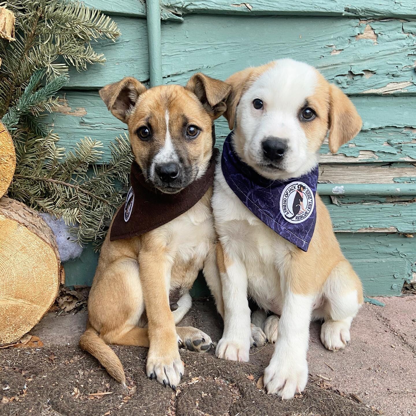 Happy #nationalrescuedogday! There is no doubt that our favorite breed is rescued. All of these precious angels were saved from euthanasia and have started their new lives in Colorado. Without support from our adopters, fosters and community this wou