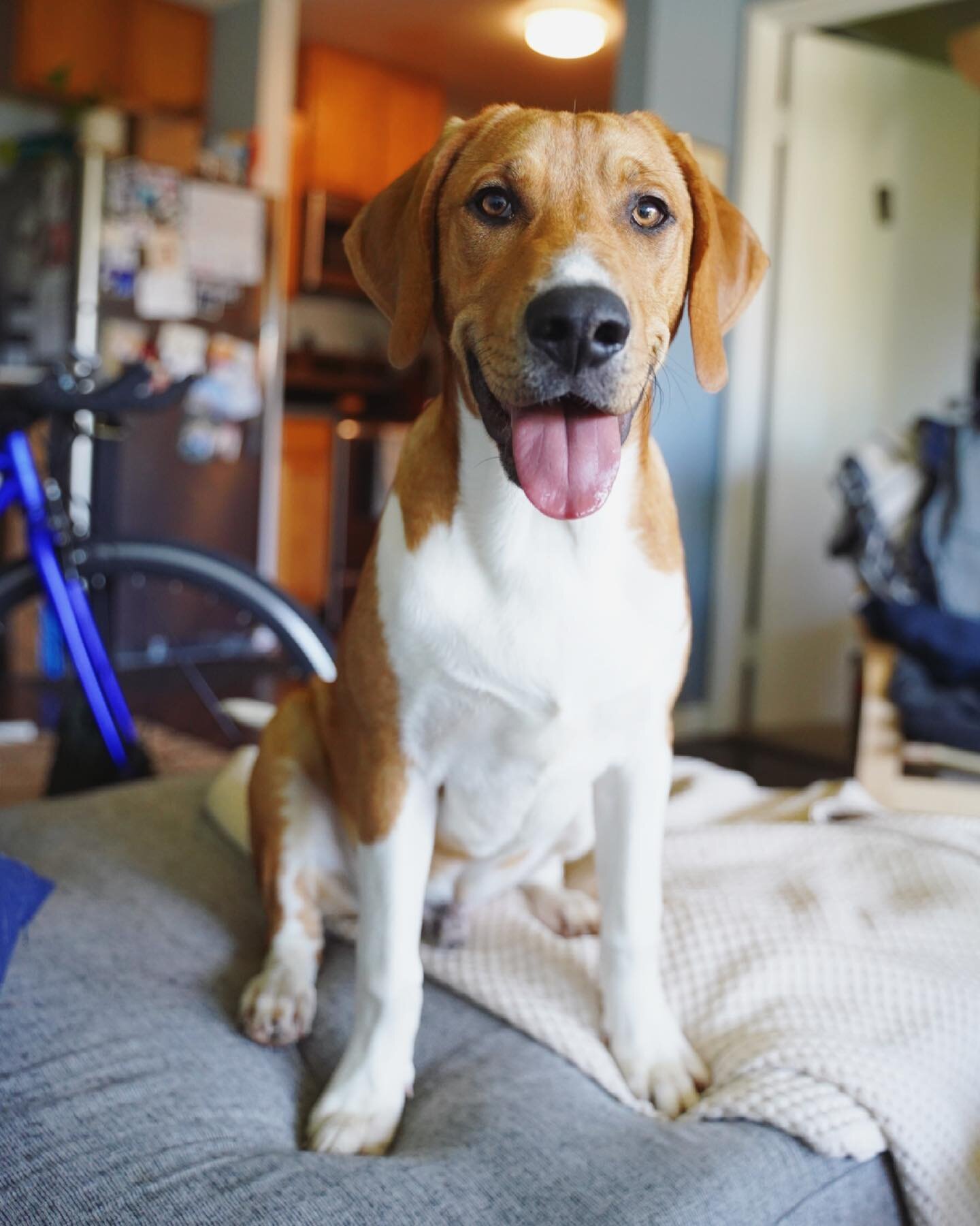 ADOPTABLE &hearts;️ Pascal is so sweet and goofy and floppy. This big puppy loves to play but he is also so affectionate and cuddly. His leash walking skills are improving quickly but he is just so excited about the world that he loves to eat, sniff 