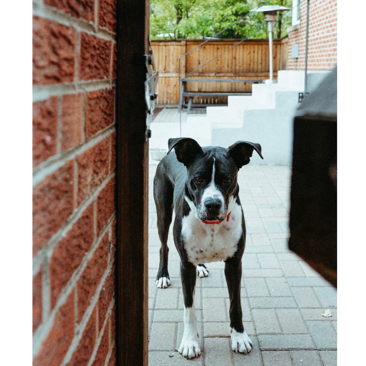 ADOPTABLE &hearts;️ Dapper Decker is STILL looking for his forever home. This 5 year old Boxer/Great Dane mix is such a love bug. He is a big fan of snuggles, loves working from home, but he&rsquo;s not the biggest fan of other dogs. He is learning h