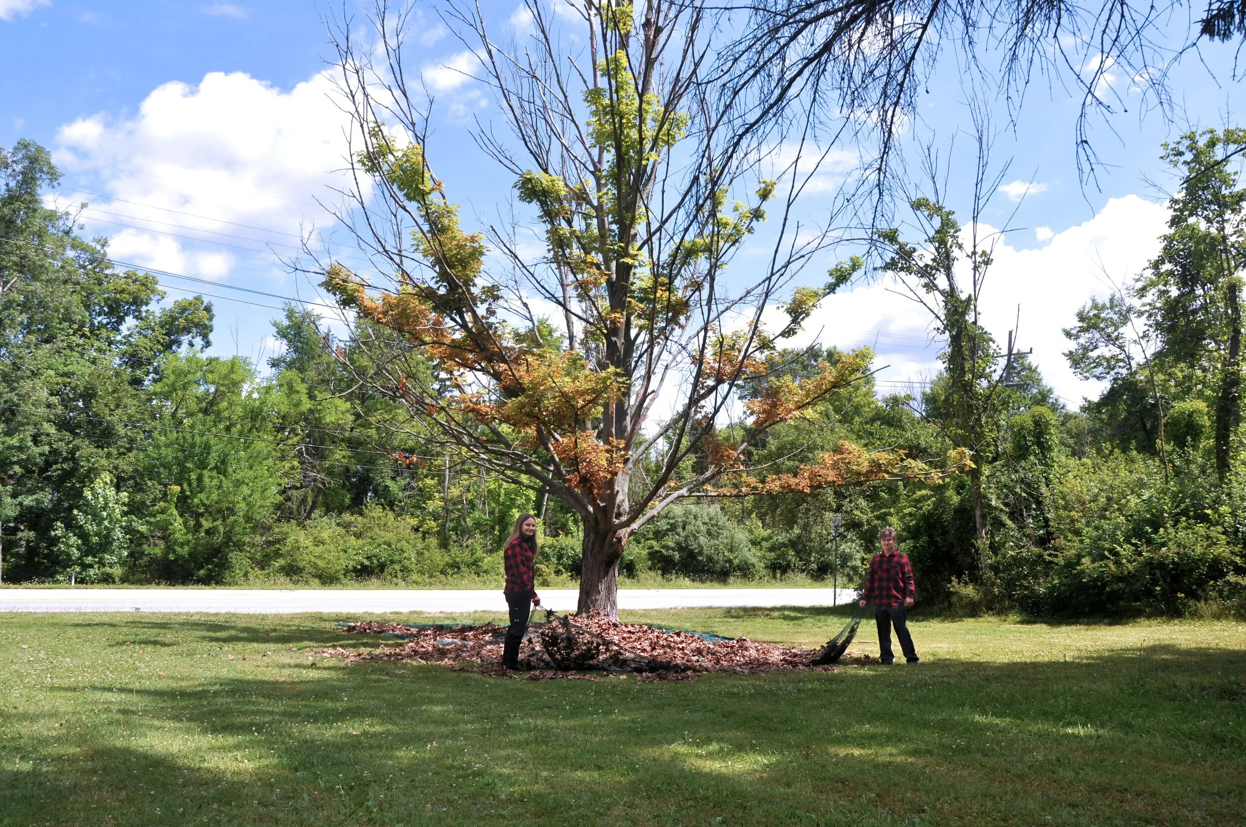 No Rake Nets - Never rake your leaves again