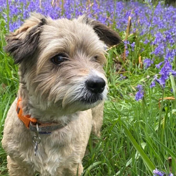 Bonnie+dog+walker+york+acomb+poppleton+near+me+bring+dog+to+my+wedding+2.jpg