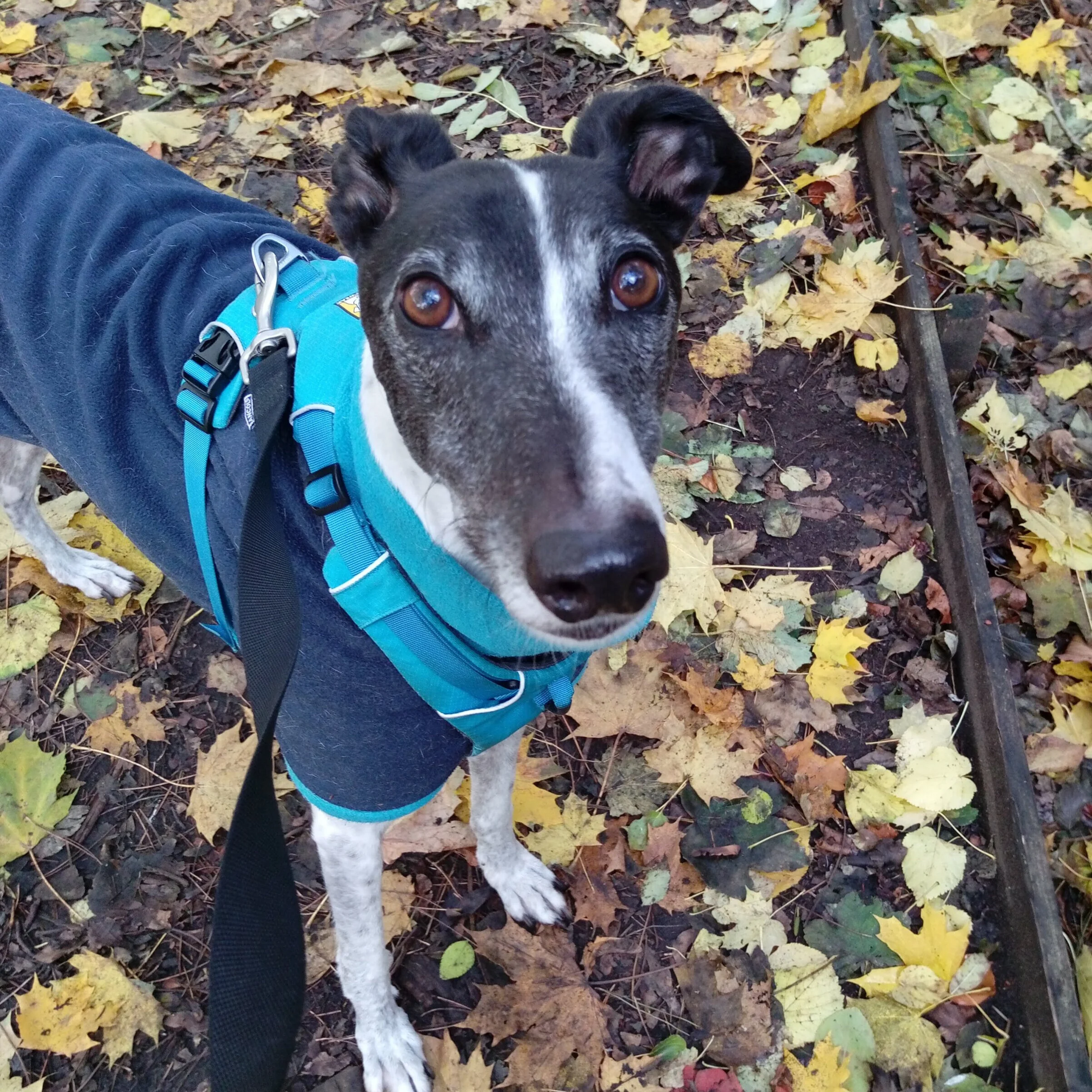 Timmy+dog+walker+Holgate+pet+visits+Acomb+cat+feeding+Clifton+Rawcliffe+near+me+bring+my+dog+to+my+wedding+.jpg