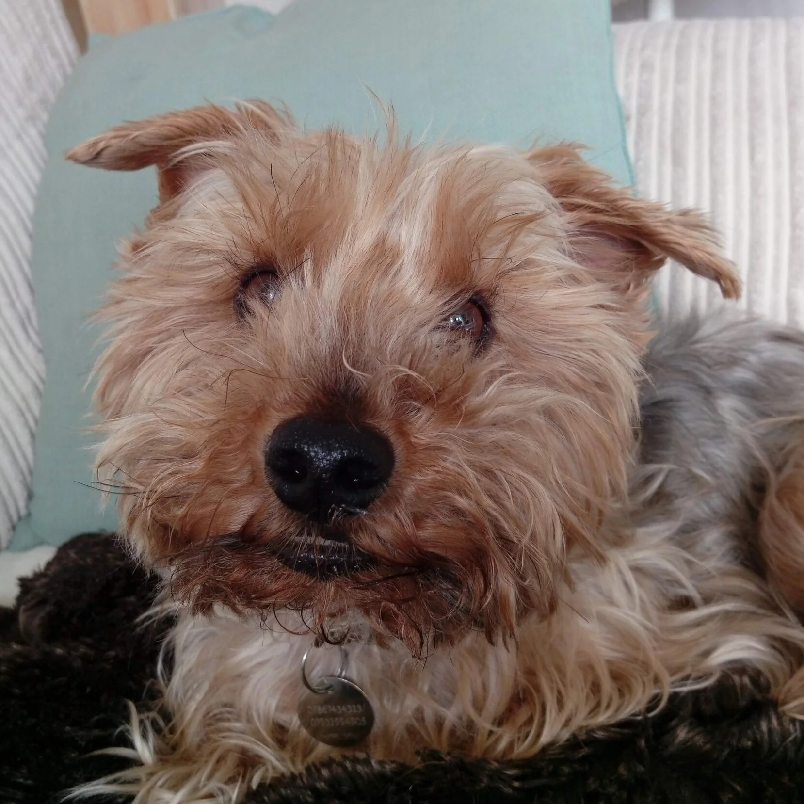 Henry+dog+walker+York+Acomb+Holgate+Clifton+Poppleton+pet+visitor+near+me+bring+my+dog+to+my+wedding+.jpg
