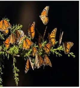 CELEBRATING ALL SAINTS; ALL SOULS &amp; OUR PARISH ANNIVERSARY!