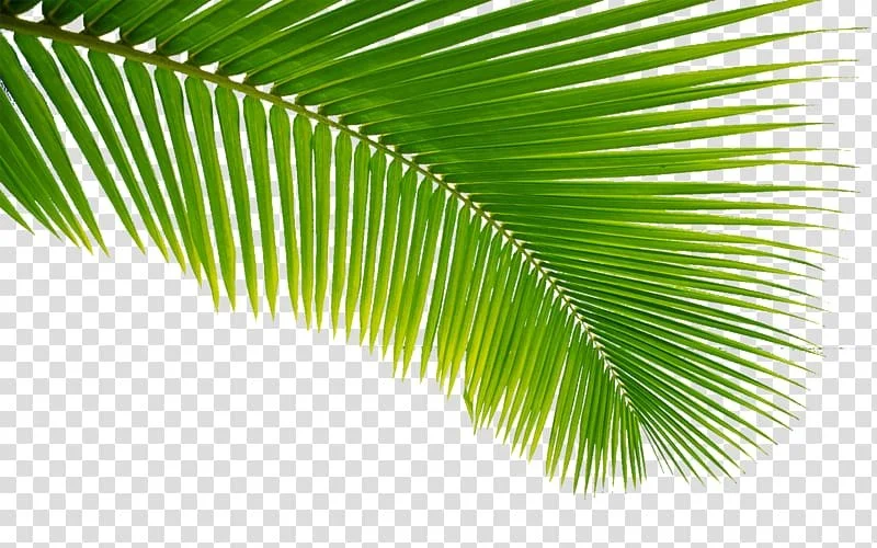 Palm Sunday Sat 4pm, Sun 9am &amp; 11:30am