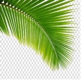 Palm Sunday 9am &amp; 11:30am