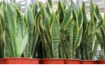 Sanseveria Re-planting Party 10:30am