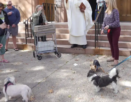 BLESSING of THE ANIMALS 12 NOON; Celebrating the Beatitudes of Being 12 - 3:30pm