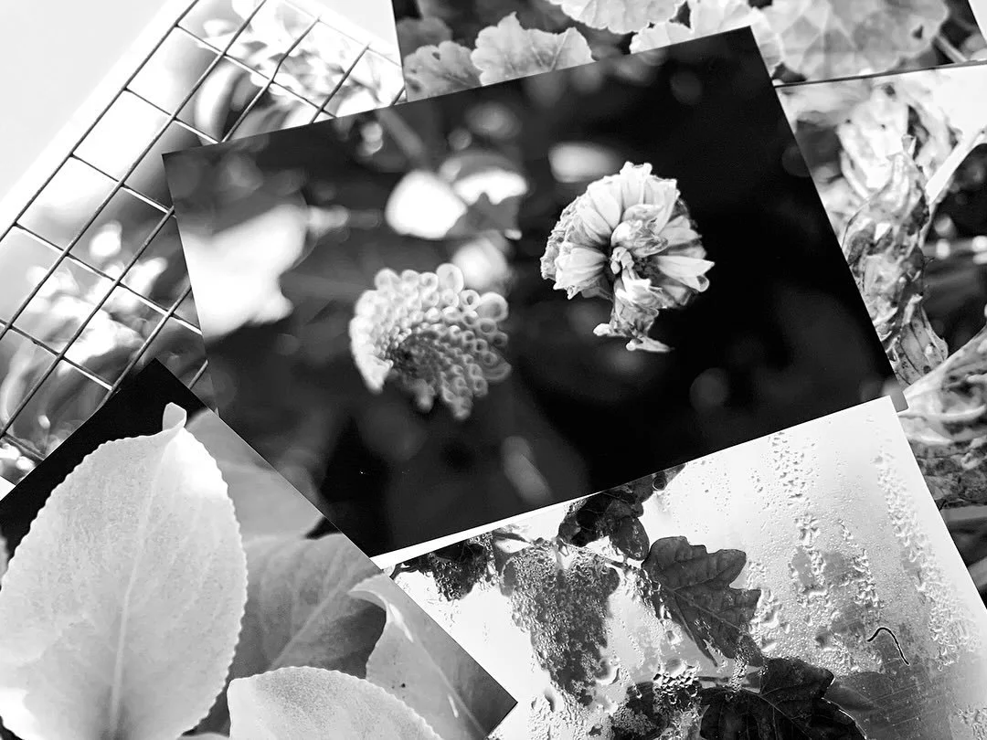 Nature is so inspiring. I&rsquo;m getting curious with textures and organic forms at the ACRE Project. Easing into my artist residency with some b&amp;w photographic studies from the garden grounds. Some things still in bloom while others are beginni