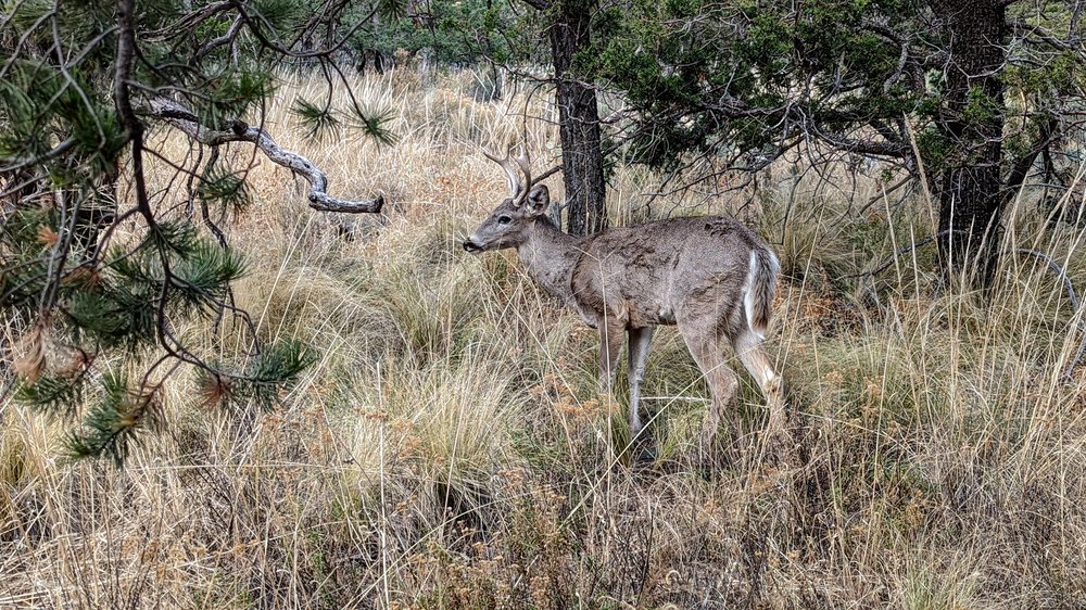 Deer On The Trail.jpg