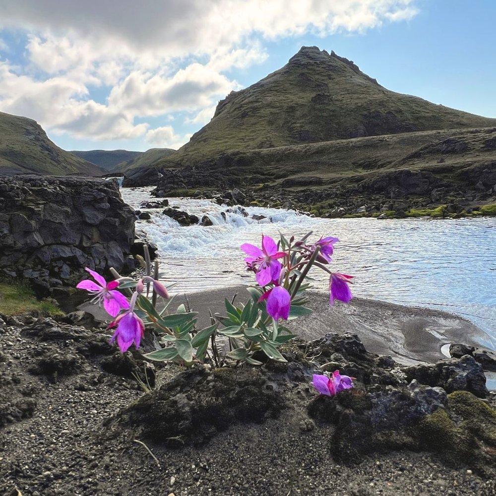Purple Flowers on the Laugavegur Trail Iceland.jpg