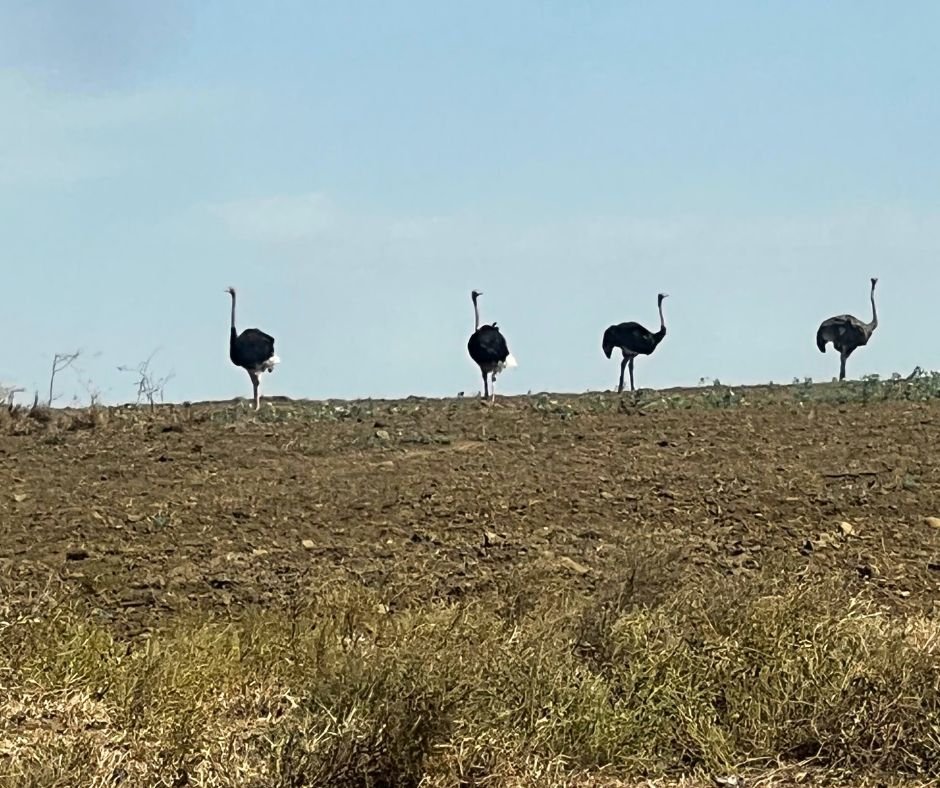 Ostriches on route to Kilimanjaro.jpg
