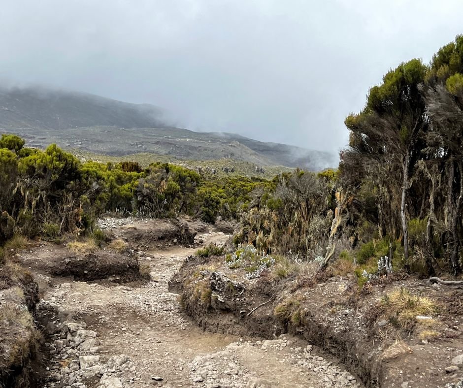 Kilimanjaro Hiking Trail.jpg