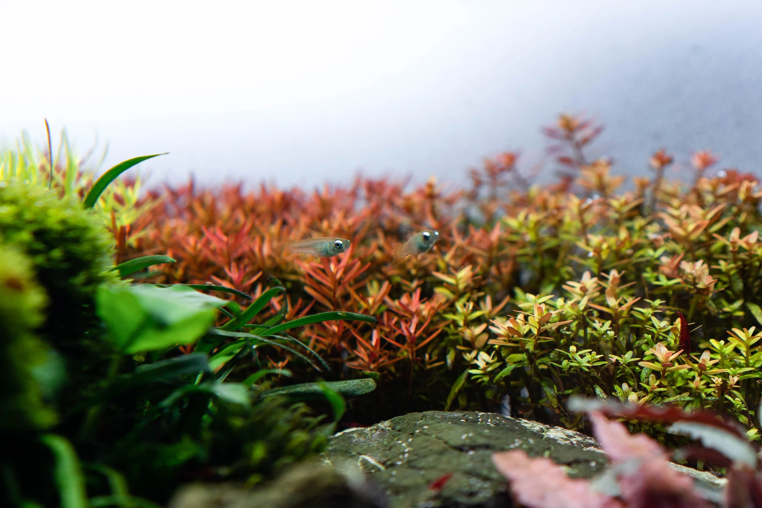 Planted Aquarium Essentials — Liquid Zoo Design