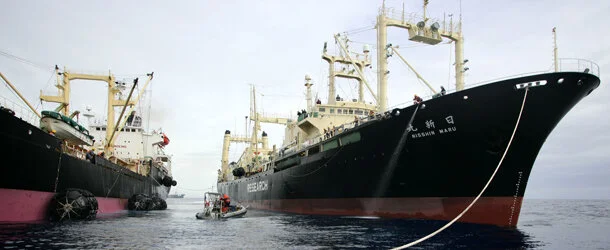 Whale Tales: Japan, Australia, and National Pride