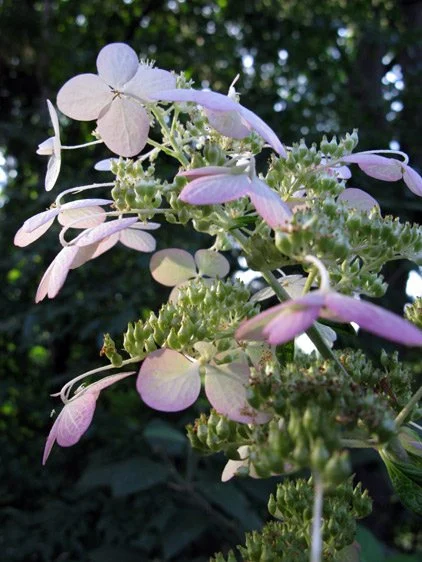 hydrangea detail.jpg
