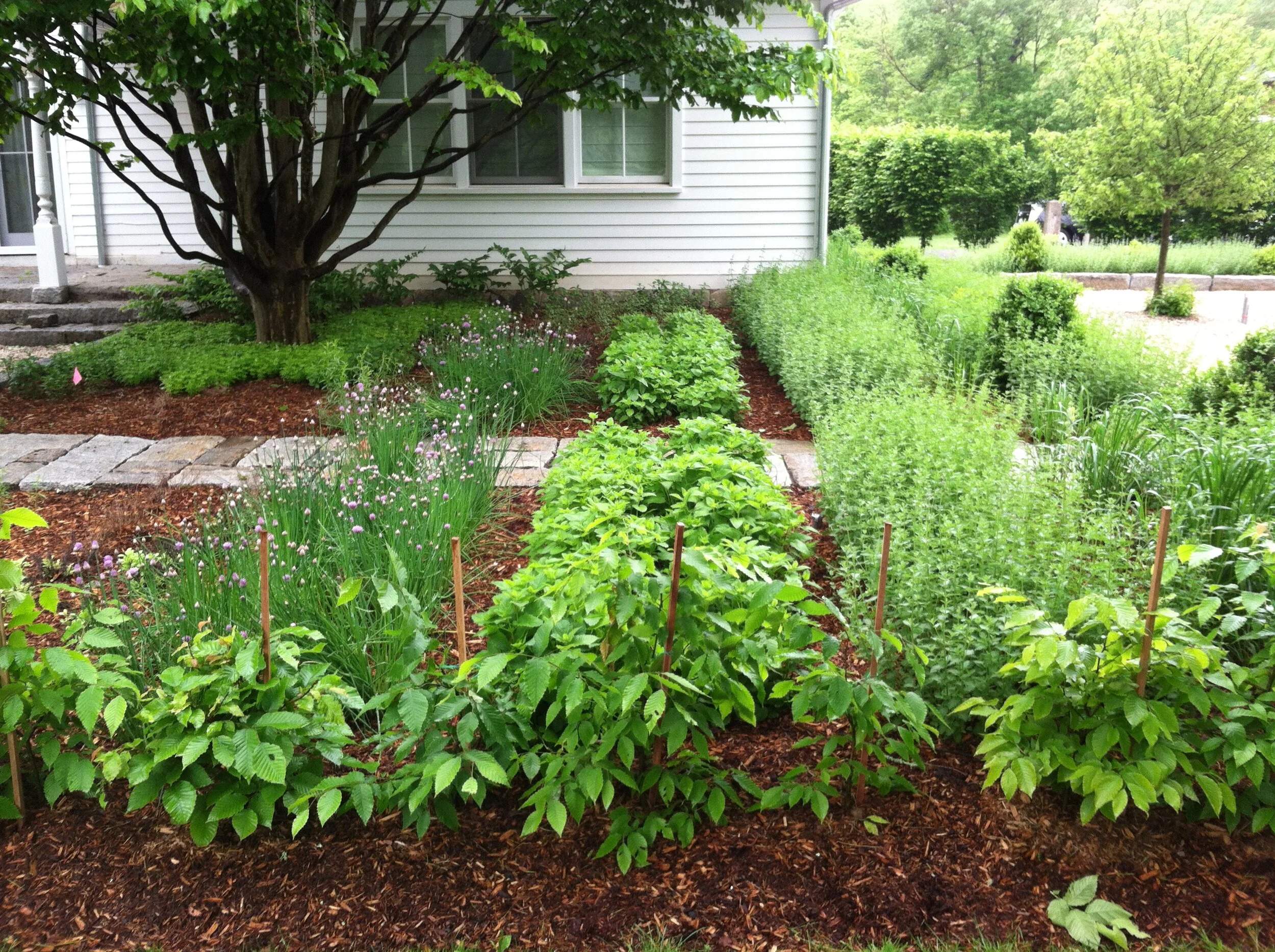 CT garden in progress