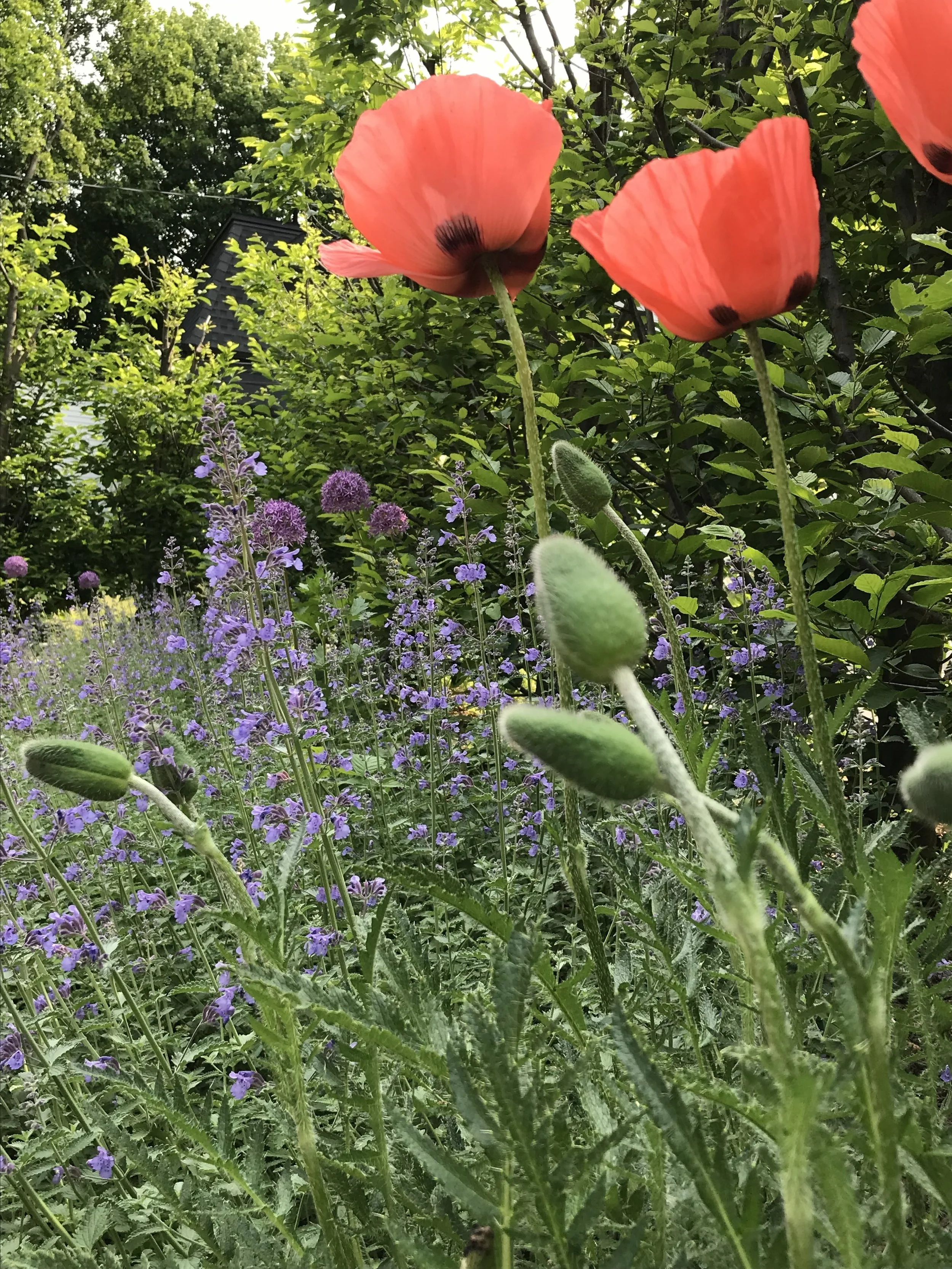 IMG_3518.jpeg
