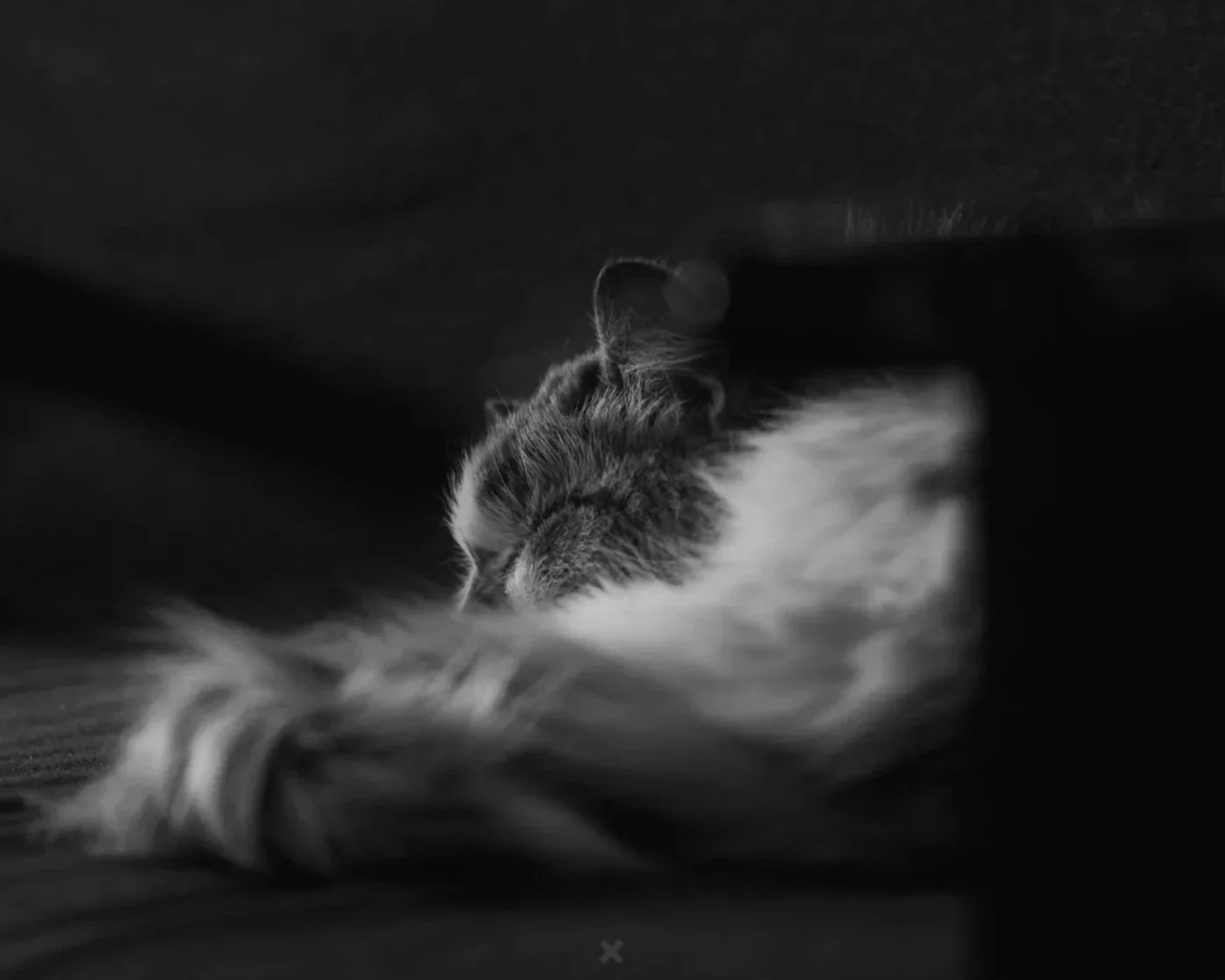 Candy, Seattle, Washington, 2025, Instagram https://www.instagram.com/iamcandymeow/