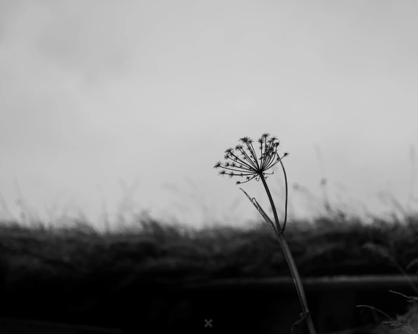 Angelica, Katla UNESCO Geopark, Drangurinn, Iceland, 2024