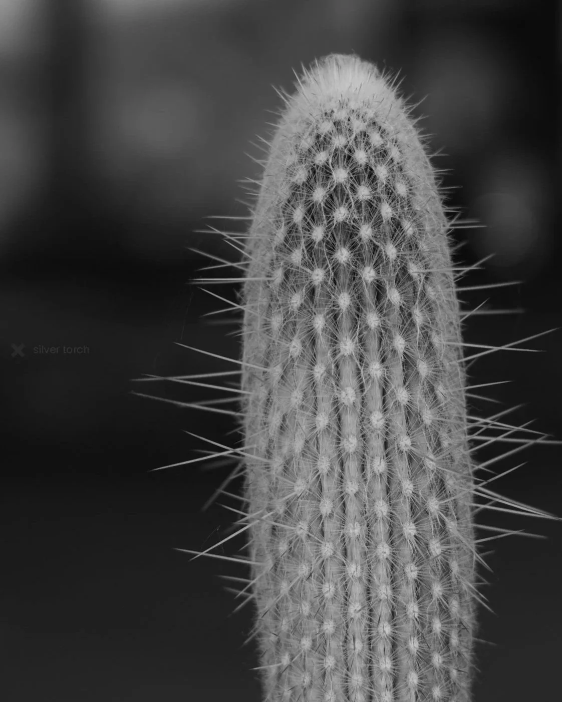 Silver Torch, Desert Botanical Garden, Phoenix, Arizona 2024