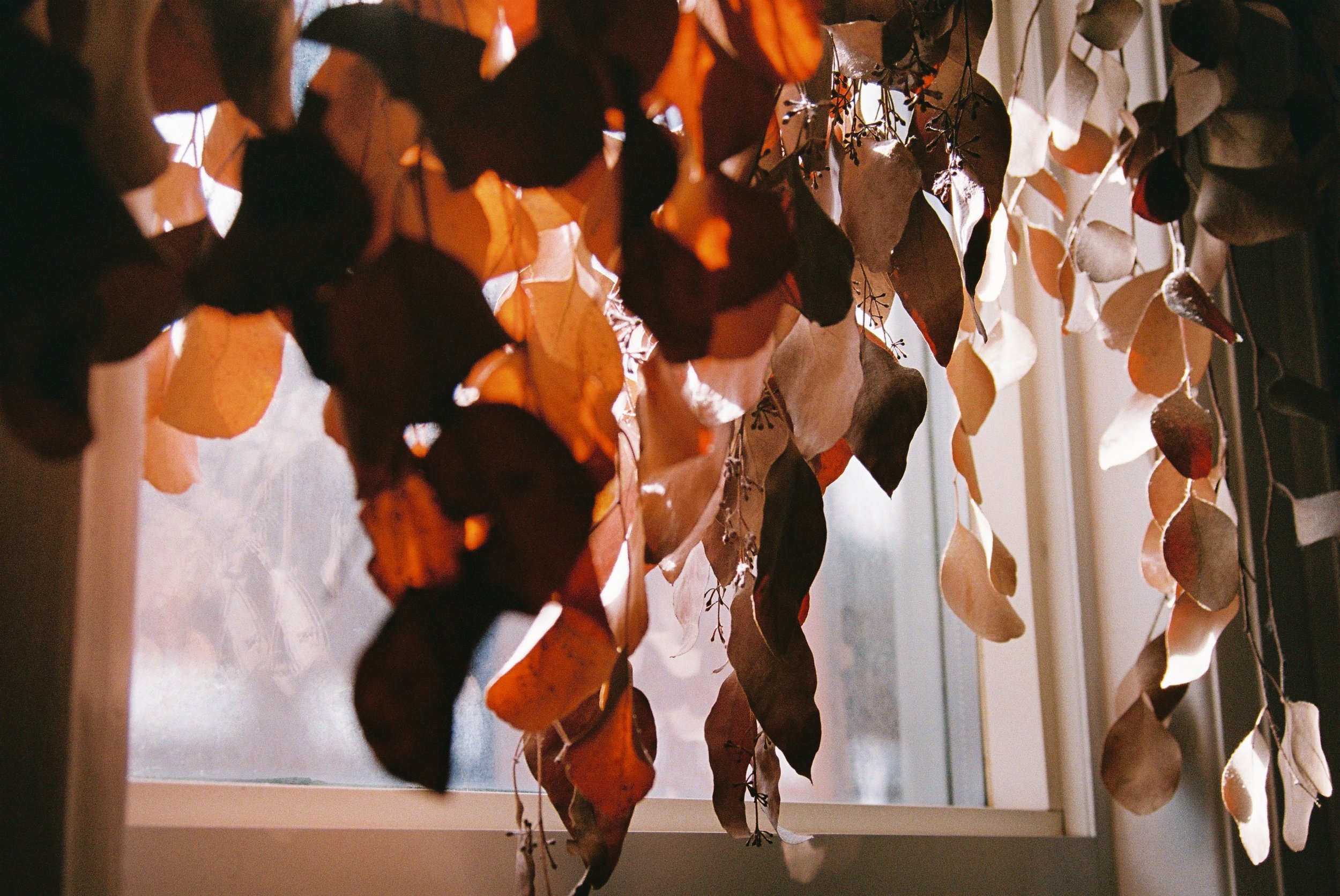 image of dried leaves hanging in window