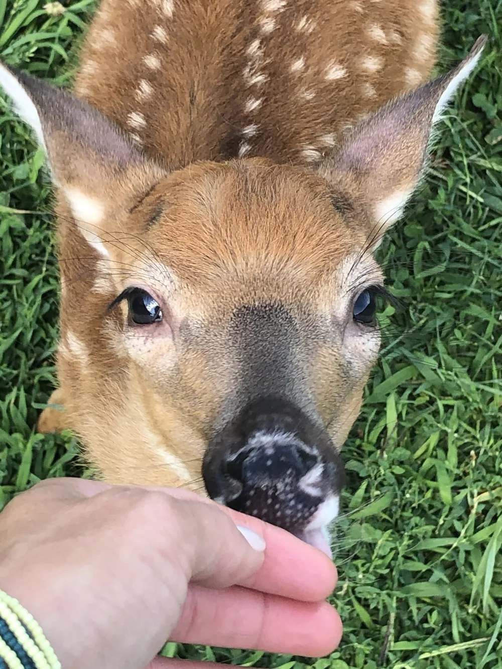 Contact 1 — STAY WILD Rescue