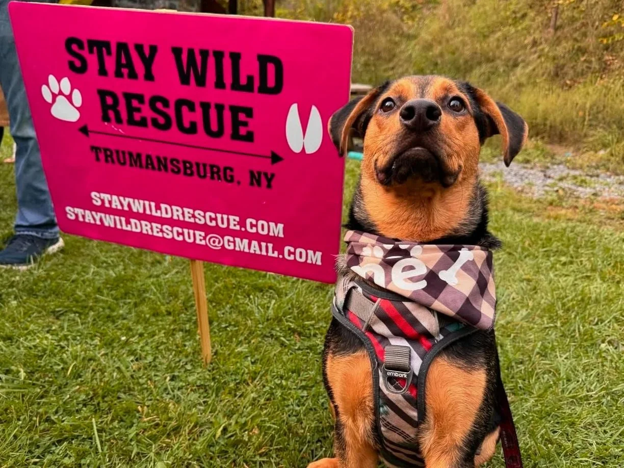 Adoptable Dogs (Copy) — STAY WILD Rescue