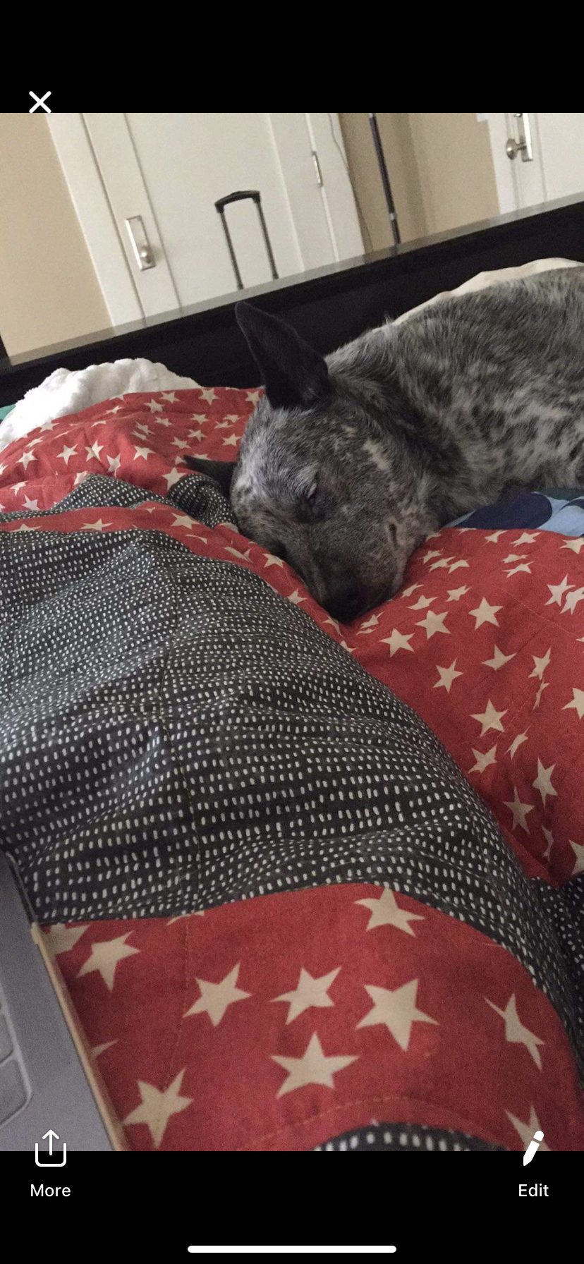 Rafiki sleeps on his custom Boopsie Thread dog quilt