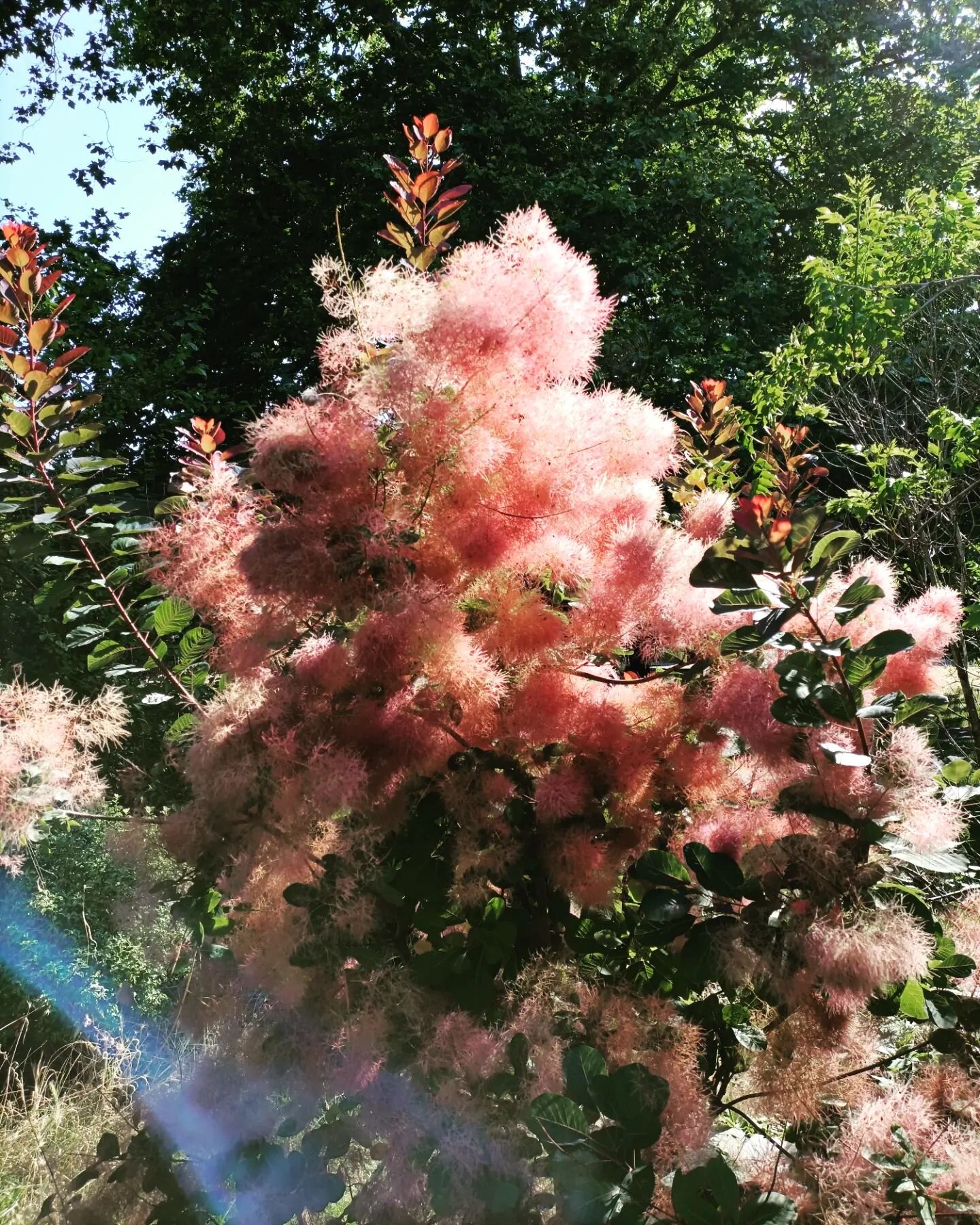 This fluffy plant gave me some joy today 🩷 It's a smoketree, thanks Google lens! For some reason it is quite dreamy looking 💭

Now I'm wondering why I didn't see if it was soft 😂

#naturetherapy #surbiton #kingstonuponthames #joyspotting