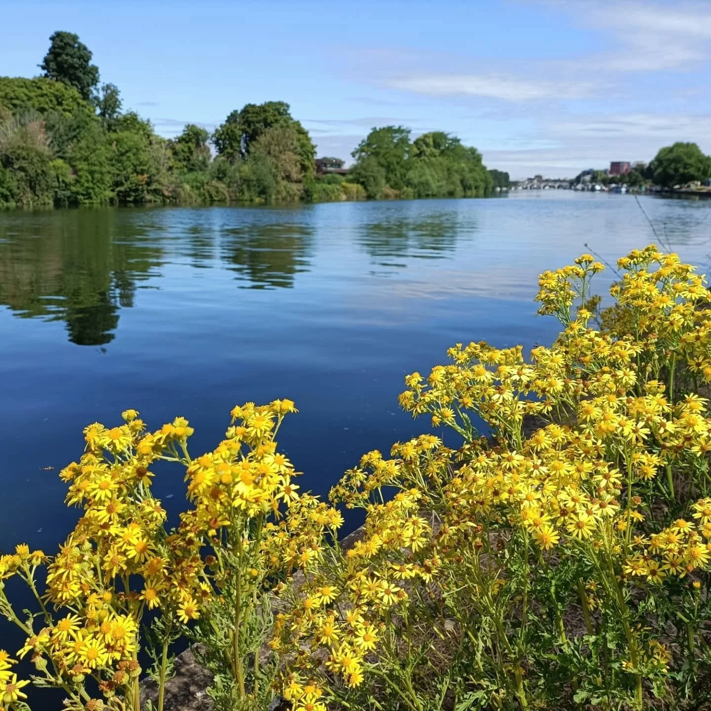 Some late June and July moments 💙

I've taken it super easy these last few days/weeks. My body said no and I had to listen 🫡 I'm feeling better... I think! 🤞🏻 

I had a fun few weeks walking, picking strawberries and cherries, visiting Margate fo