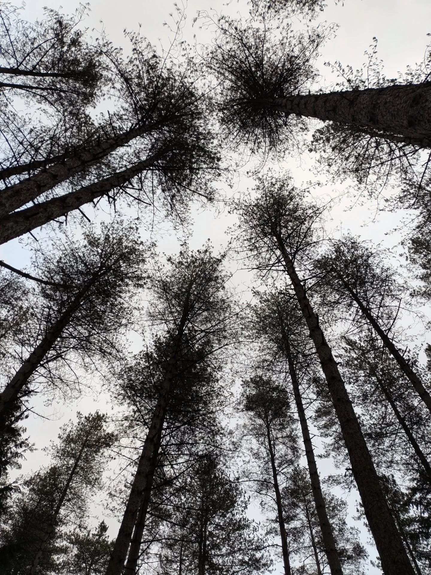 I explored Alice Holt forest for the first time yesterday 🌲🪾

Have you been out in nature recently? It can be hard since the weather impacts outdoors time, but I find even a rainy walk can be refreshing and reset the mind 🙂&zwj;↕️🙂&zwj;&harr;️🧠
