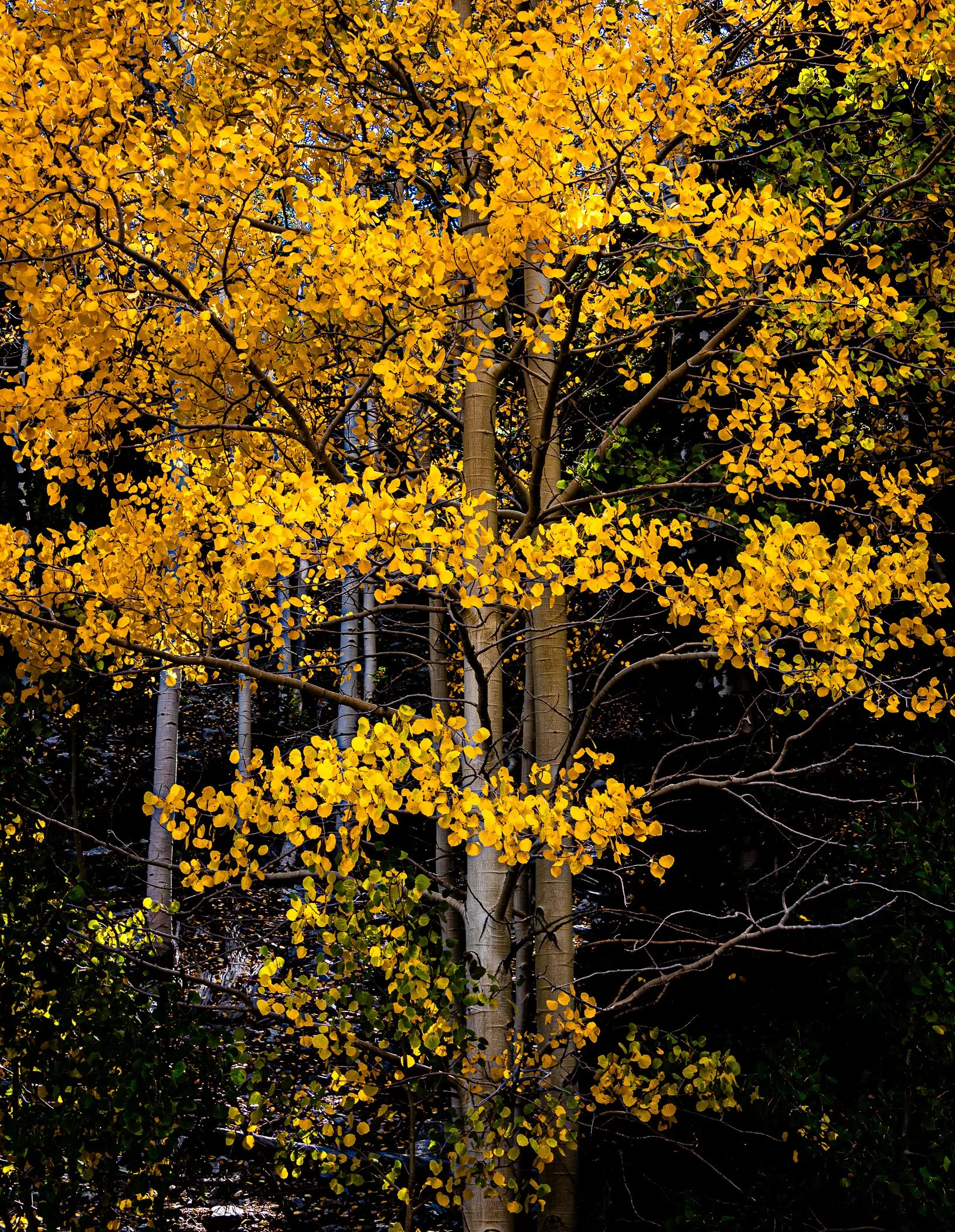 Great Basin National Park, Nevada (Ltd Ed Print)