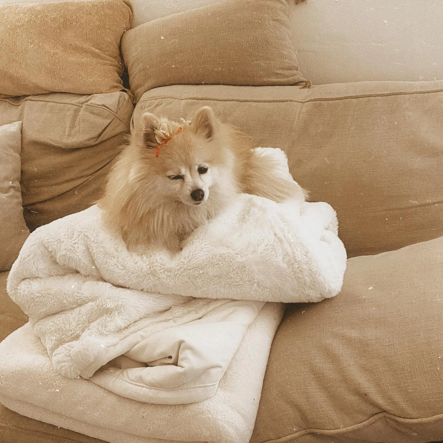 Love this little cozy Cali 💕