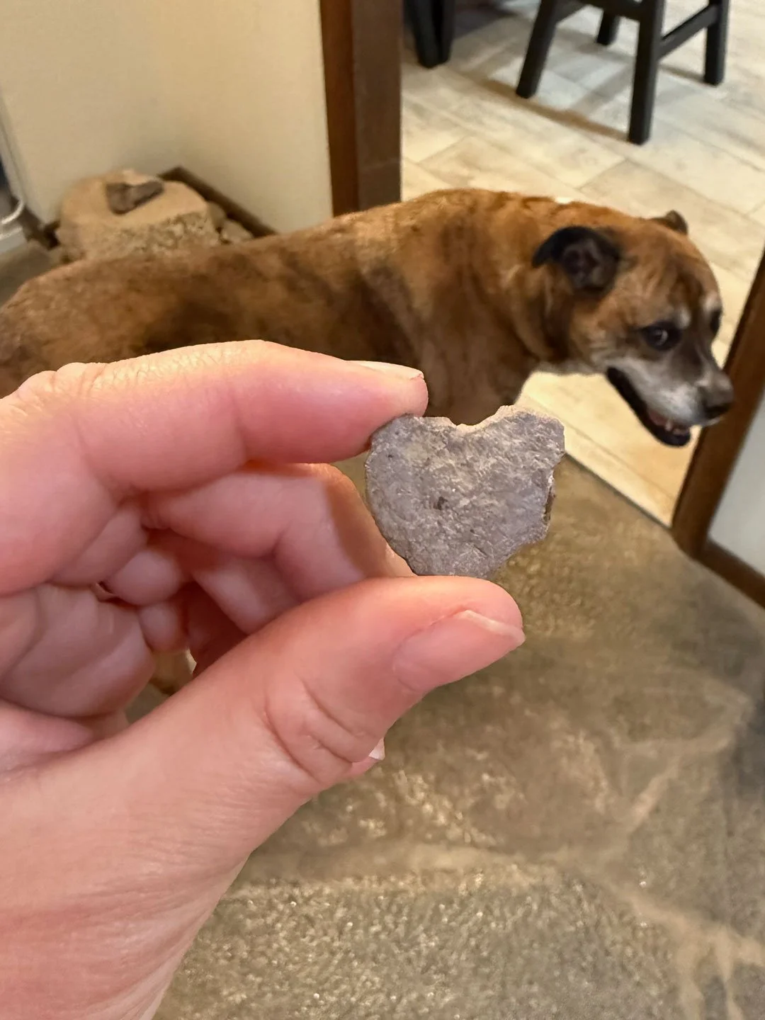 I found this heart rock on a walk with our dog Katniss. She looks happy about it!