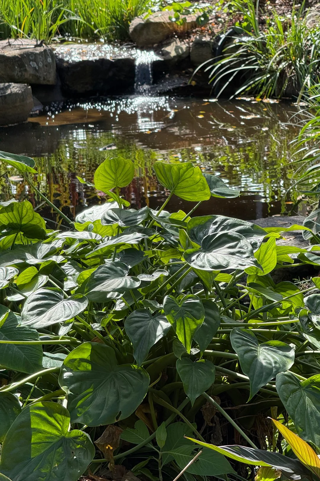A little waterfall and heart leaves at Roma Street Parkland in Brisbane.