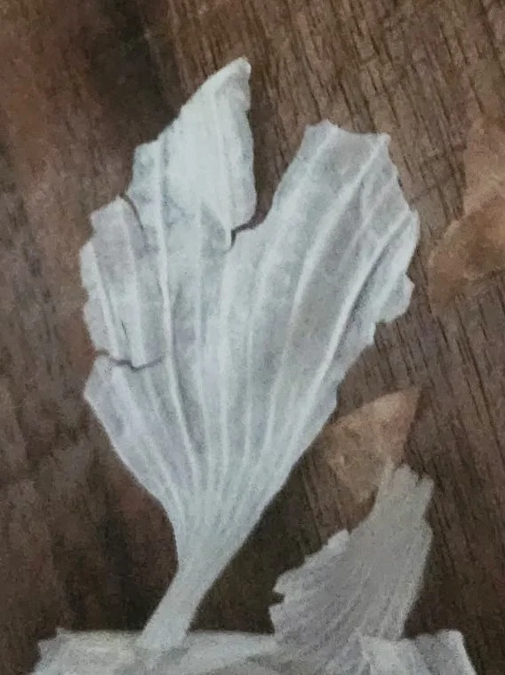 Onion peel heart captured by Chelsea Haining of Washington.