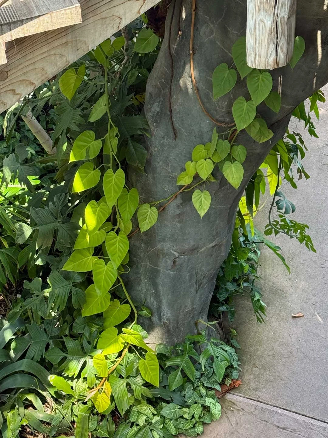 Heart leaves at the Denver Botanic Gardens.