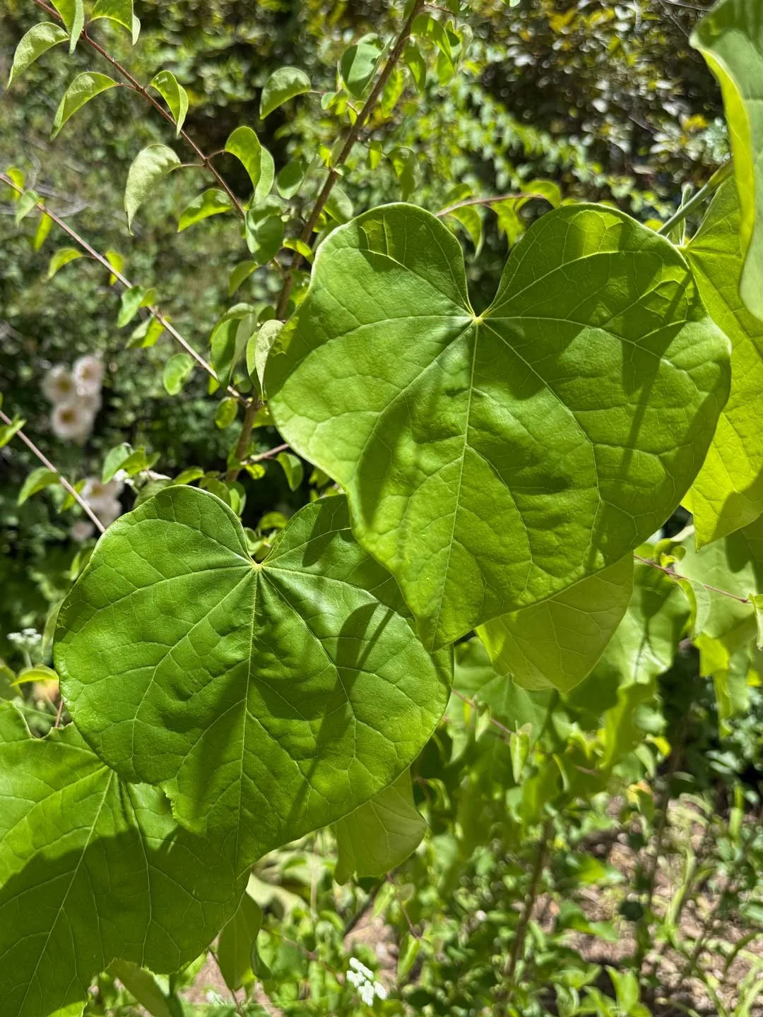 My mom and I visited the Albuquerque BioPark Gardens in May. The spring is such a lovely time to walk this space. We saw these hearts and many more.